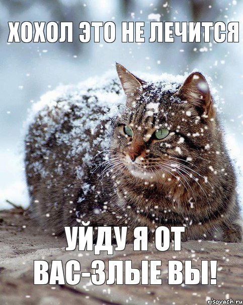 хохол это не лечится уйду я от вас-злые вы!, Комикс кот