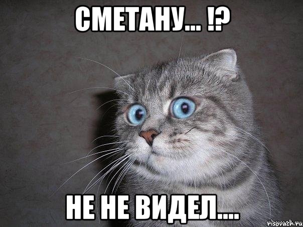 Сметану... !? НЕ Не видел...., Мем  удивлённый кот