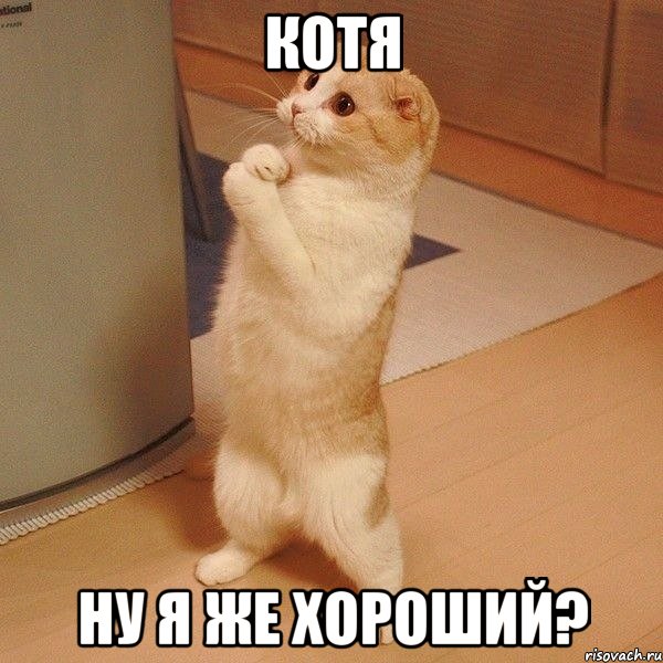 Котя ну я же хороший?, Мем  котэ молится