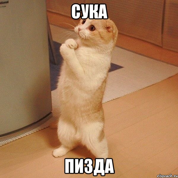 сука пизда, Мем  котэ молится