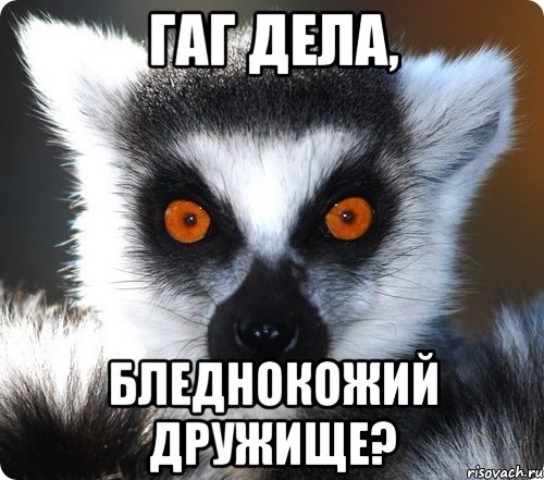lemur_63200600_orig_.jpeg