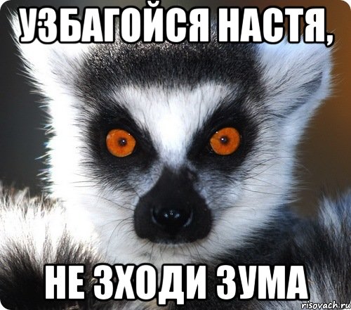 lemur_64248678_orig_.jpeg