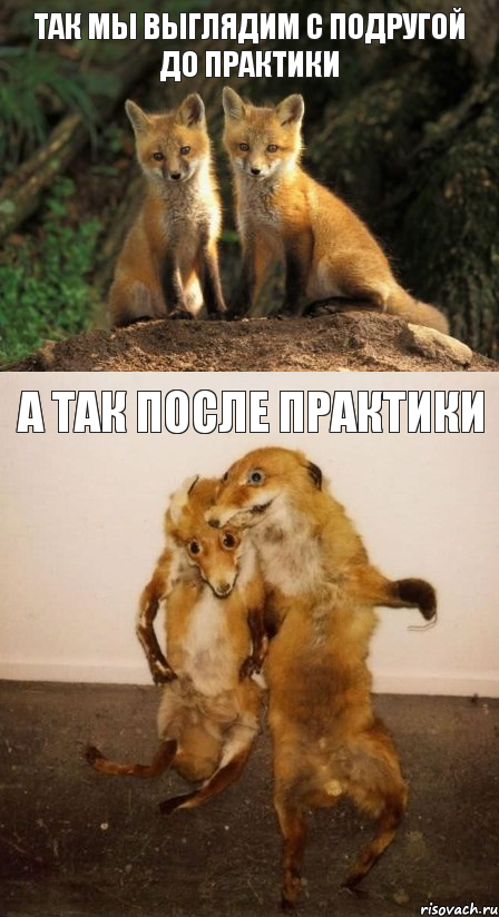Так мы выглядим с подругой до практики а так после практики, Комикс Лисицы