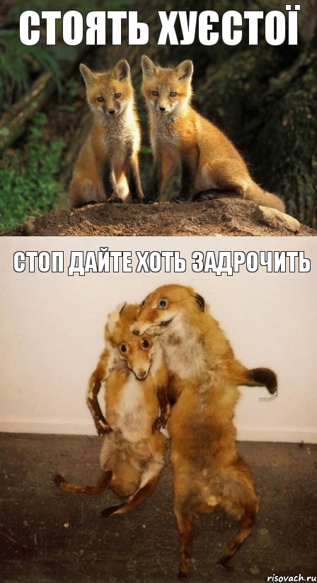 стоять хуєстої стоп дайте хоть задрочить, Комикс Лисицы