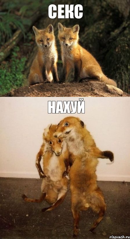 секс нахуй, Комикс Лисицы