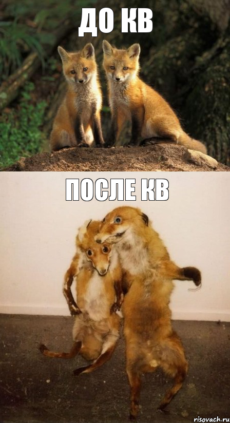 До кв После кв, Комикс Лисицы