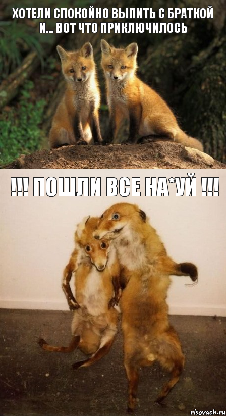 хотели спокойно выпить с браткой и... вот что приключилось !!! пошли все на*уй !!!, Комикс Лисицы