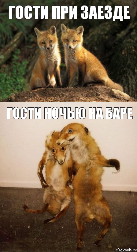 гости при заезде гости ночью на баре, Комикс Лисицы