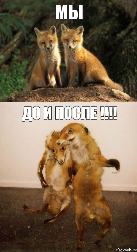 Мы До и после !!!!, Комикс Лисицы