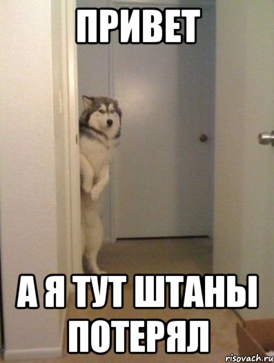 Привет А я тут штаны потерял, Мем мне приснился страшный сон можно