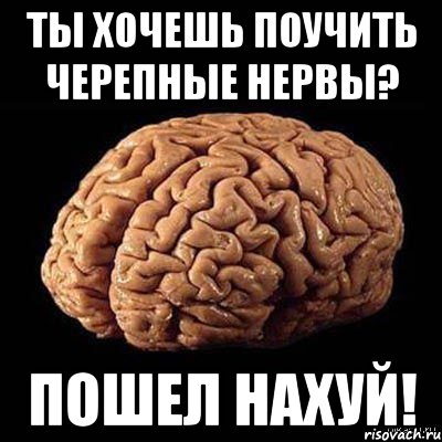 Ты хочешь поучить черепные нервы? Пошел нахуй!, Мем мозг