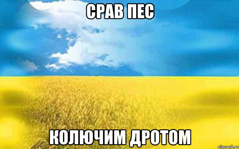 срав пес колючим дротом
