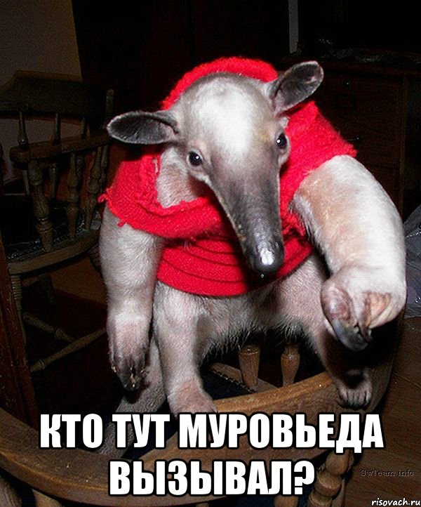 Кто тут муровьеда вызывал?, Мем муравьед - Рисовач .Ру