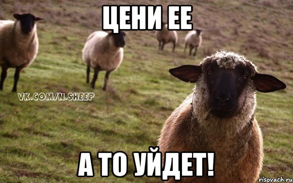 Цени ее а то уйдет!, Мем  Наивная Овца