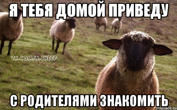 я тебя домой приведу с родителями знакомить, Мем  Наивная Овца