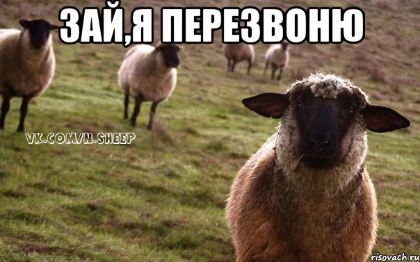 Зай,я перезвоню , Мем  Наивная Овца