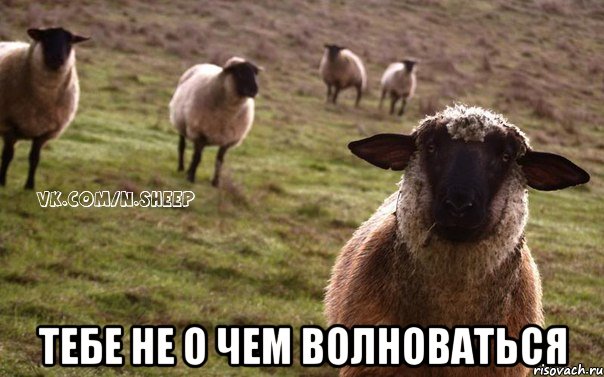  Тебе не о чем волноваться, Мем  Наивная Овца