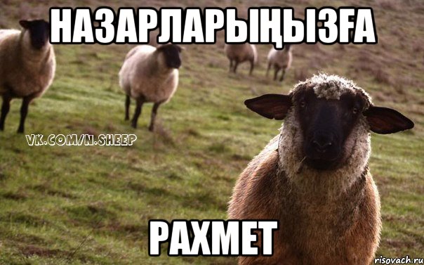 НАЗАРЛАРЫҢЫЗҒА РАХМЕТ, Мем  Наивная Овца