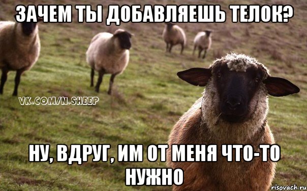 Зачем ты добавляешь телок? Ну, вдруг, им от меня что-то нужно, Мем  Наивная Овца