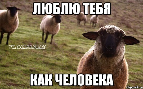 ЛЮБЛЮ ТЕБЯ КАК ЧЕЛОВЕКА, Мем  Наивная Овца