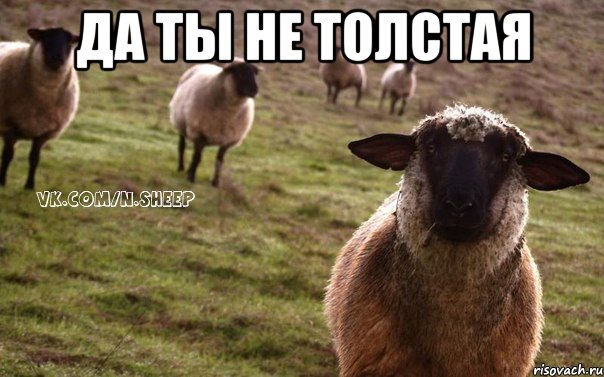 Да ты не толстая , Мем  Наивная Овца