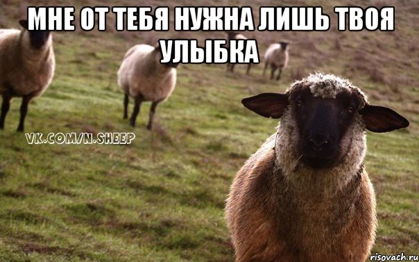 Мне от тебя нужна лишь твоя улыбка , Мем  Наивная Овца