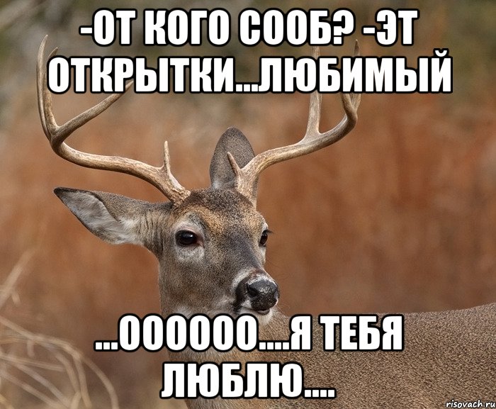 -от кого сооб? -эт открытки...любимый ...оооооо....я тебя люблю...., Мем  Наивный Олень v2