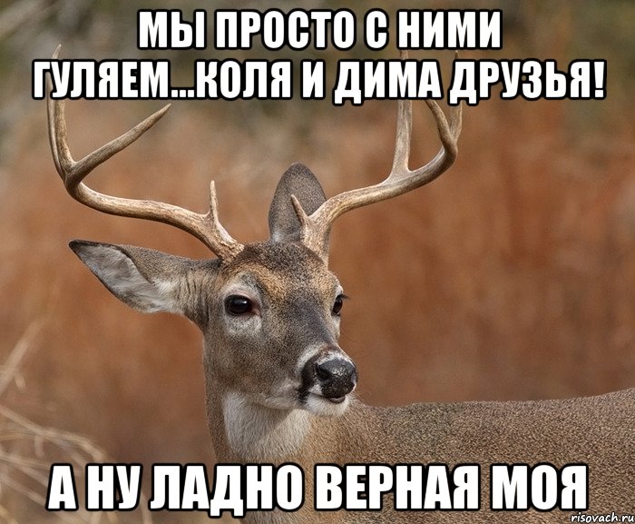 Мы просто с ними гуляем...Коля и Дима друзья! А ну ладно верная моя, Мем  Наивный Олень v2