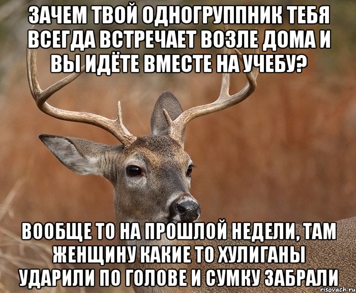 Зачем твой одногруппник тебя всегда встречает возле дома и вы идёте вместе на учебу? Вообще то на прошлой недели, там женщину какие то хулиганы ударили по голове и сумку забрали, Мем  Наивный Олень v2