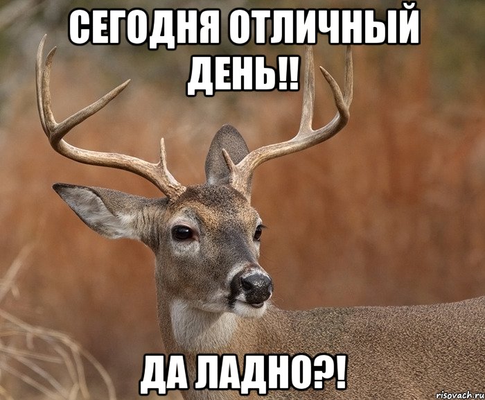 Сегодня отличный день!! Да ладно?!, Мем  Наивный Олень v2