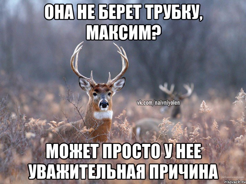 она не берет трубку, максим? может просто у нее уважительная причина, Мем   Наивный олень