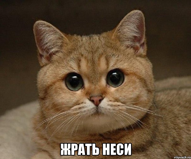  жрать неси