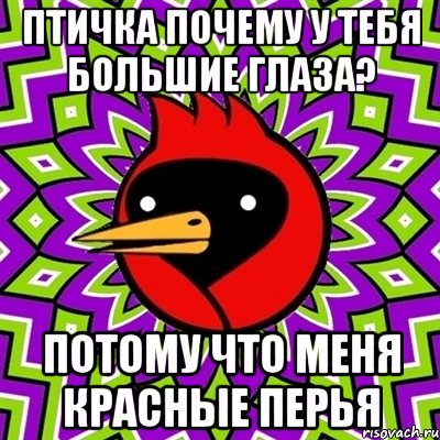 ПТИЧКА ПОЧЕМУ У ТЕБЯ БОЛЬШИЕ ГЛАЗА? ПОТОМУ ЧТО МЕНЯ КРАСНЫЕ ПЕРЬЯ, Мем Омская птица