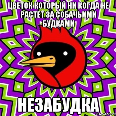 Цветок который ни когда не растет за собачьими будками НЕЗАБУДКА, Мем Омская птица