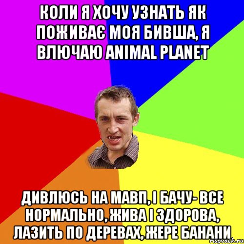 Коли я хочу узнать як поживає моя бивша, я влючаю Animal Planet дивлюсь на мавп, і бачу- все нормально, жива і здорова, лазить по деревах, жере банани, Мем Чоткий паца