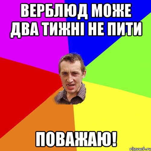 Верблюд може два тижні не пити Поважаю!, Мем Чоткий паца