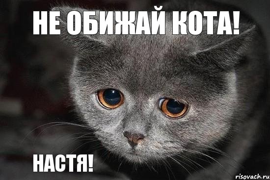 Настя! Не обижай кота!, Мем  Грустный кот