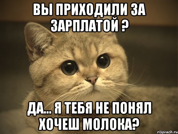 Вы приходили за зарплатой ? да... Я тебя не понял хочеш молока?, Мем Пидрила ебаная котик