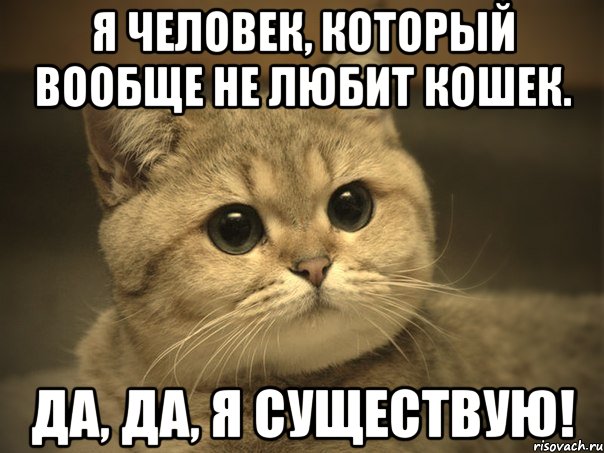 Я человек, который вообще не любит кошек. Да, да, я существую!, Мем Пидрила ебаная котик