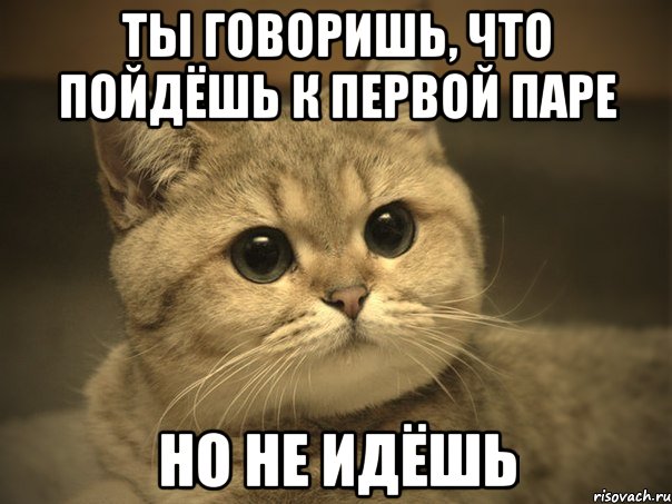 Ты говоришь, что пойдёшь к первой паре Но не идёшь, Мем Пидрила ебаная котик