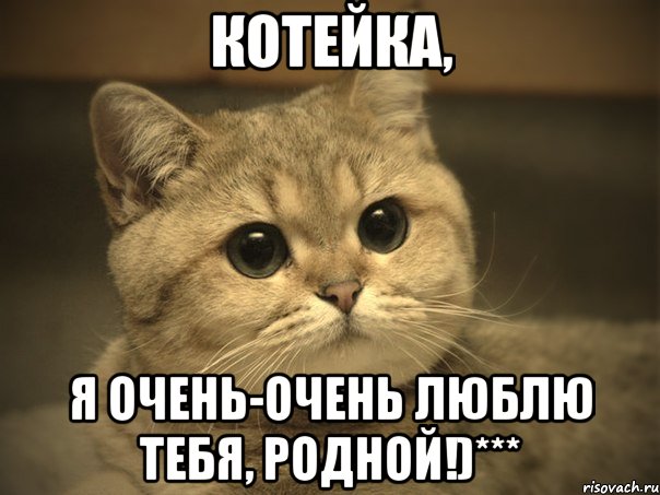 Котейка, я очень-очень люблю тебя, Родной!)***, Мем Пидрила ебаная котик