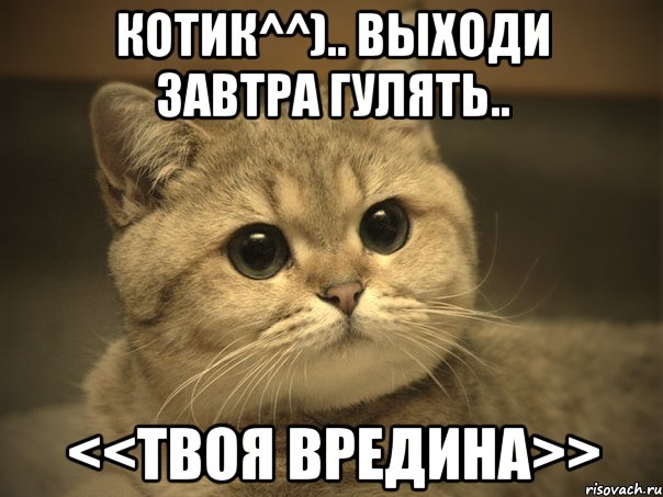 Котик^^).. Выходи завтра гулять.. <<твоя вредина>>, Мем Пидрила ебаная котик