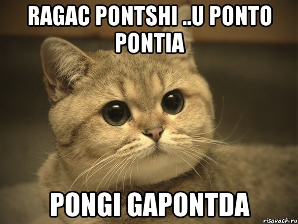 ragac pontshi ..u ponto pontia pongi gapontda, Мем Пидрила ебаная котик