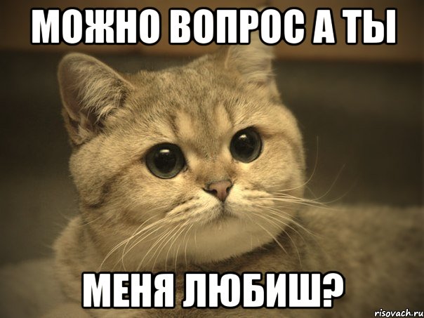 можно вопрос а ты меня любиш?, Мем Пидрила ебаная котик