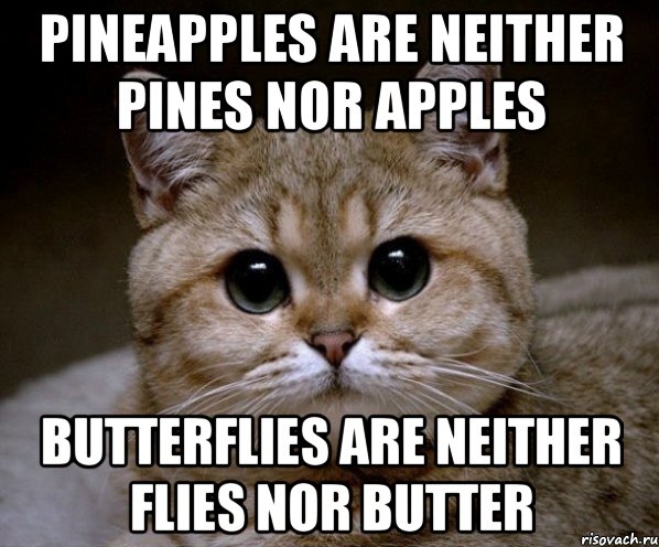 Pineapples are neither pines nor apples Butterflies are neither flies nor butter, Мем Пидрила Ебаная