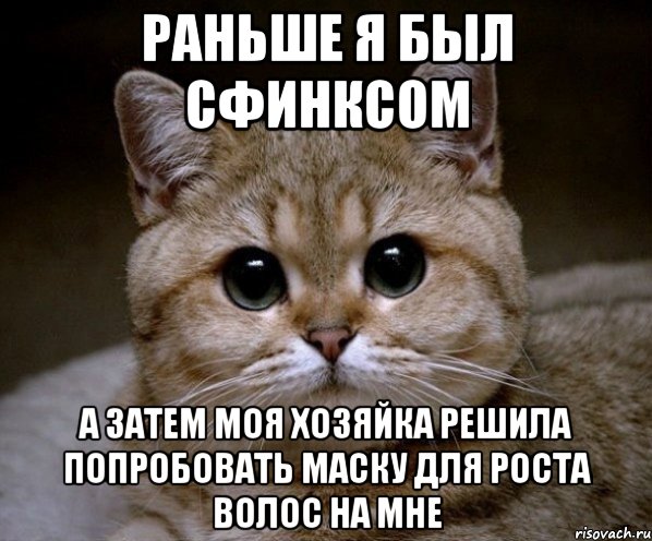 Раньше я был сфинксом а затем моя хозяйка решила попробовать маску для роста волос на мне, Мем Пидрила Ебаная