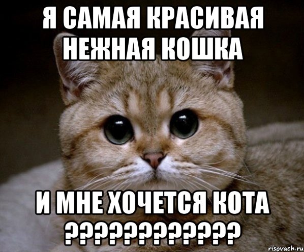 Я самая красивая нежная кошка И мне хочется кота ????????????, Мем Пидрила Ебаная