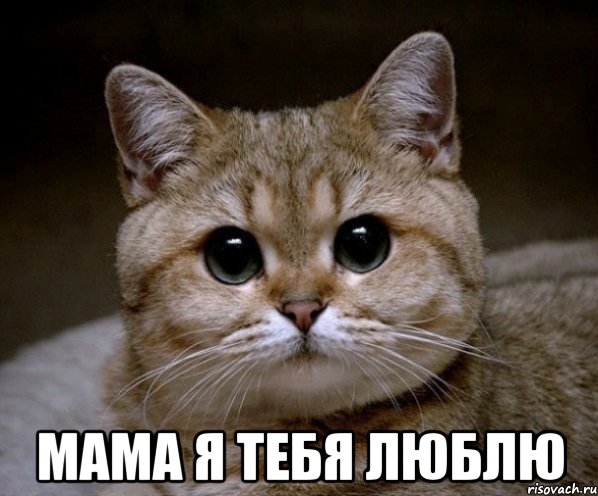  мама я тебя люблю, Мем Пидрила Ебаная
