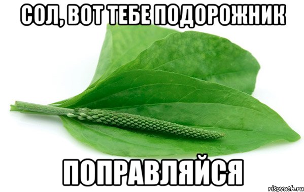 Сол, вот тебе подорожник поправляйся