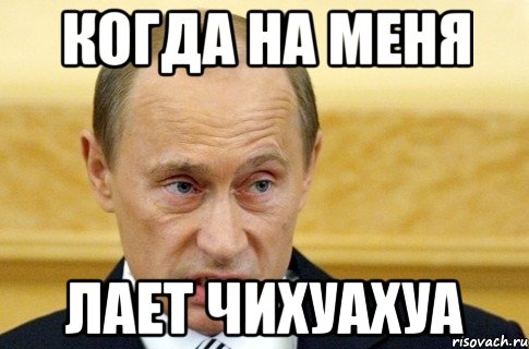 Когда на меня лает чихуахуа, Мем путин